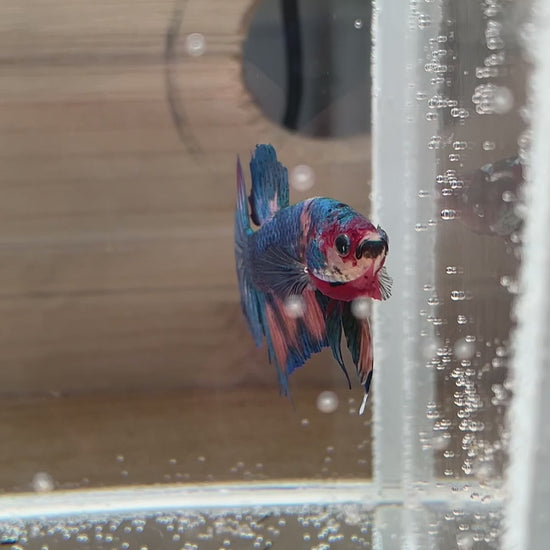 Betta Plakat mâle Candy