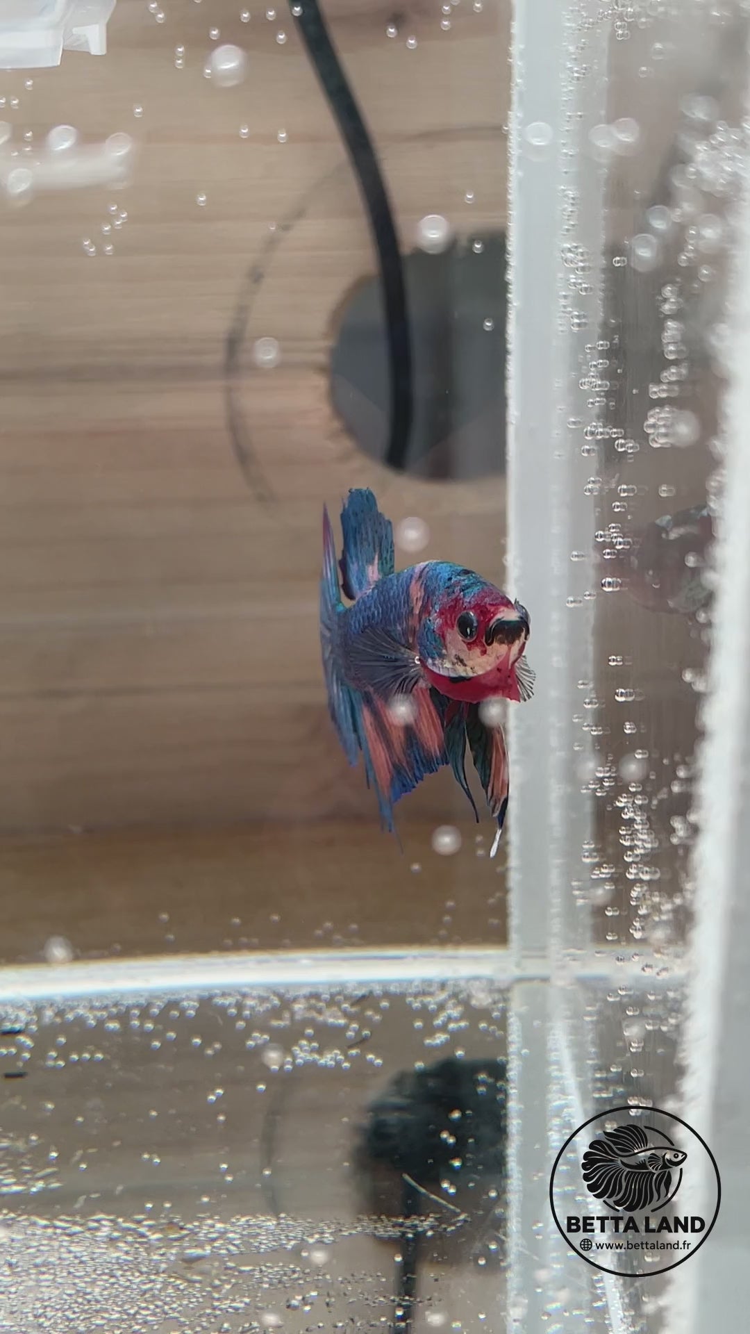 Betta Plakat mâle Candy