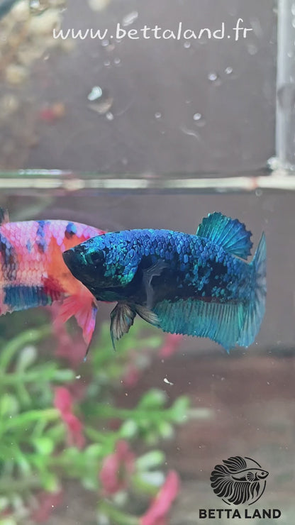 Betta Plakat avatar femelle – Import Thaïlande