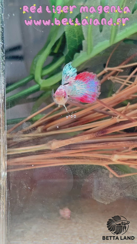 Guppy femelle red tiger magenta
