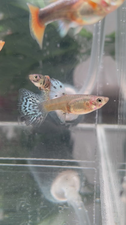 Guppy Tiger King Cobra – Femelle