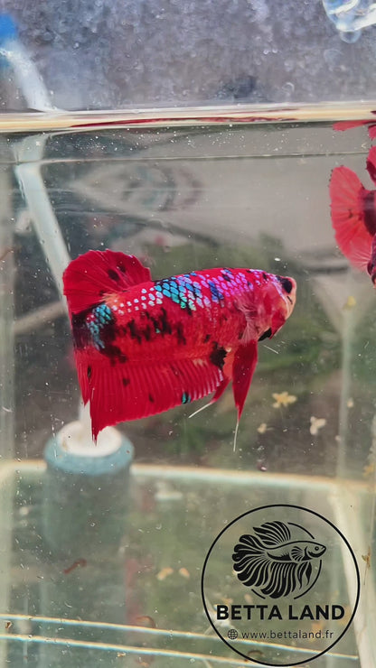 Betta Giant Nemo Galaxy – Femelle