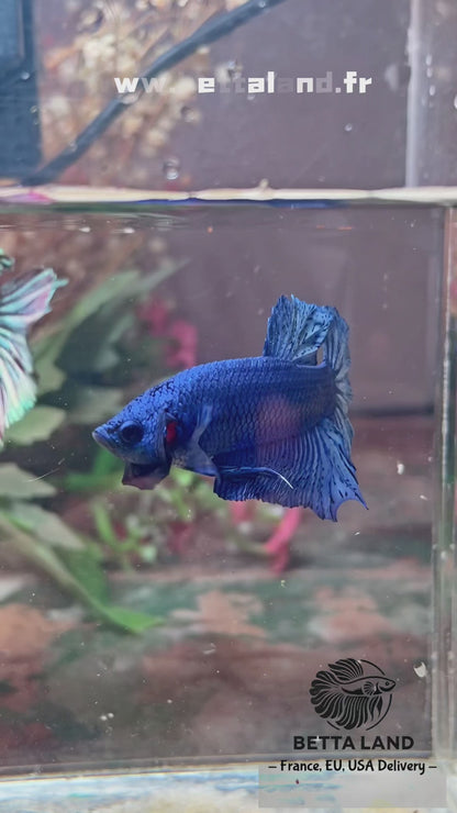 Betta plakat royal blue mâle – Import Thaïlande