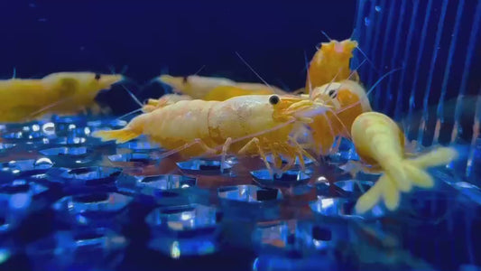 Neocardina pumpkin (par lot de 3)