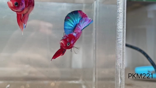 Betta plakat male multicolor PKM221