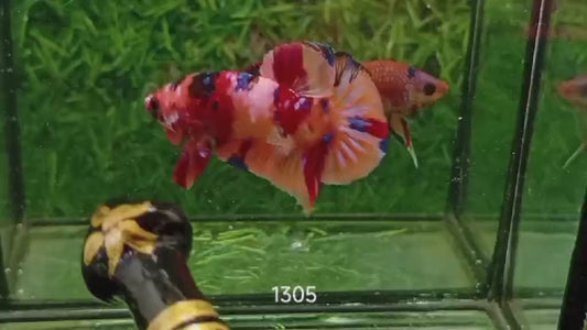 Betta plakat male nemo galaxy PKM46