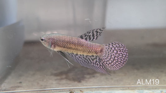 Betta sauvage alien male cooper ALM19
