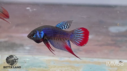 Betta sauvage imbellis male red IBM62