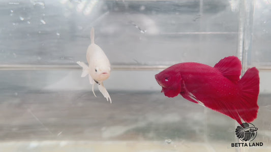 Betta plakat male super white PKM47a