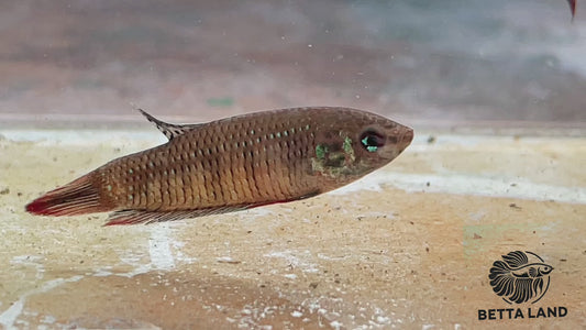 Betta sauvage imbellis femelle red IBF56