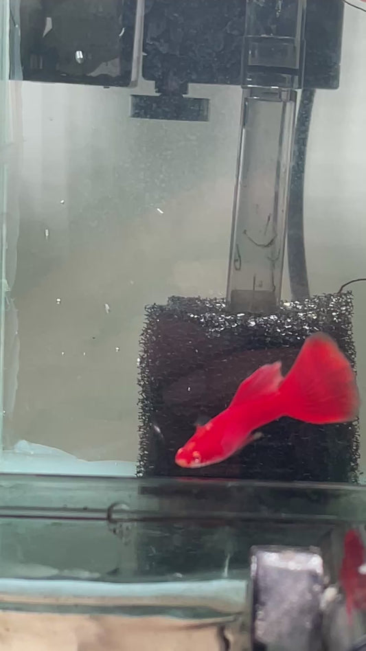 Guppy male albino full red