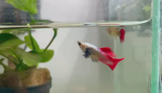 Guppy femelle Platinium dumbo ear red tail