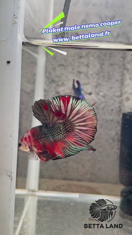 3. Betta plakat male nemo cooper