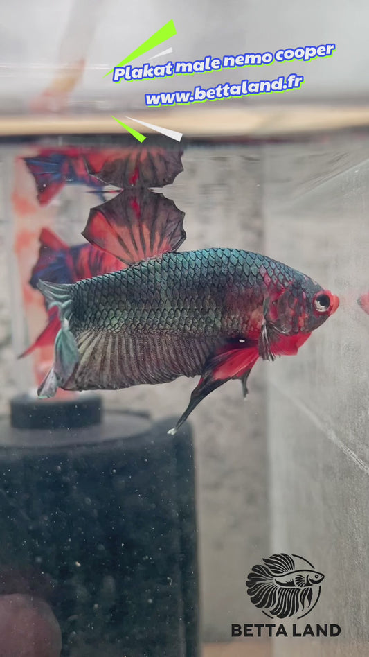 5. Betta plakat male nemo cooper