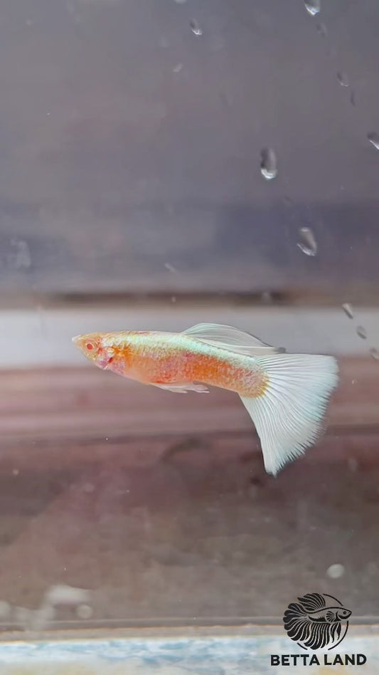 Guppy male albino white
