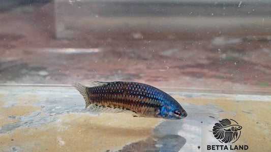 Betta sauvage alien female blue ALM92