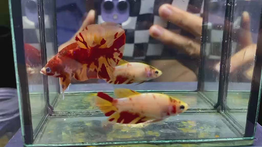 Betta plakat femelle fire nemo PKF134 (rare)