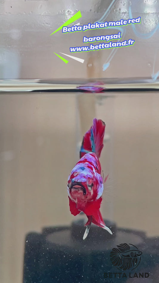 24.Betta plakat mâle Barongsai