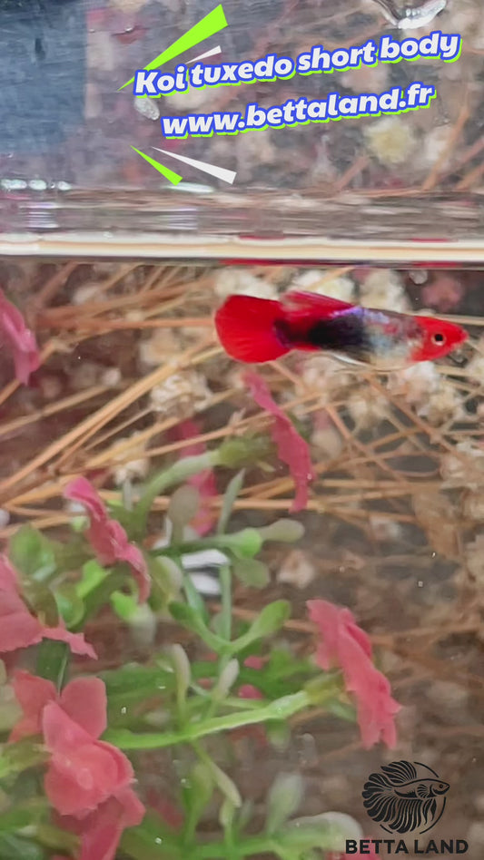 Guppy femelle tuxedo koi short body