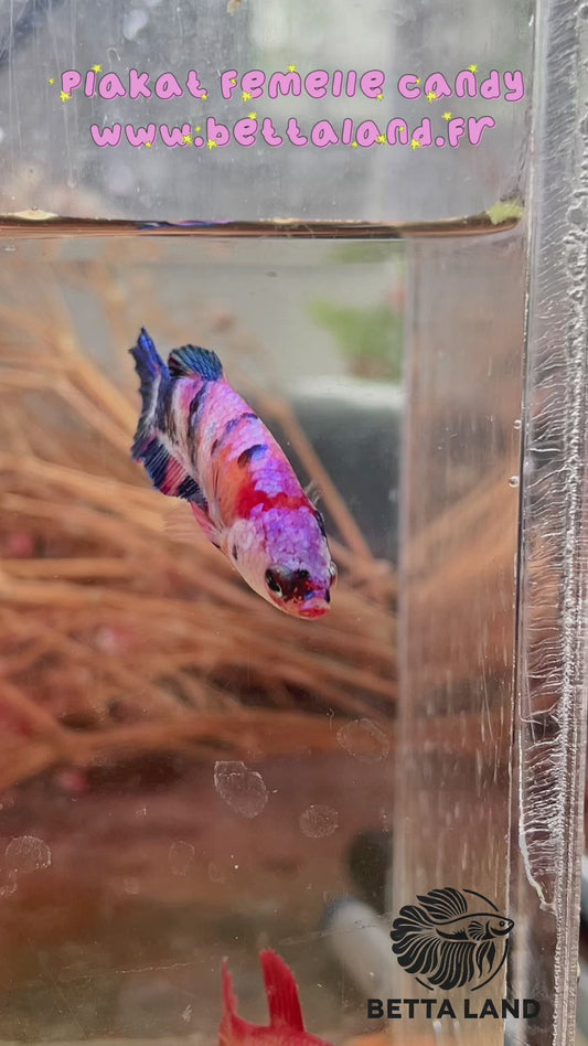 48a. Betta plakat femelle fancy