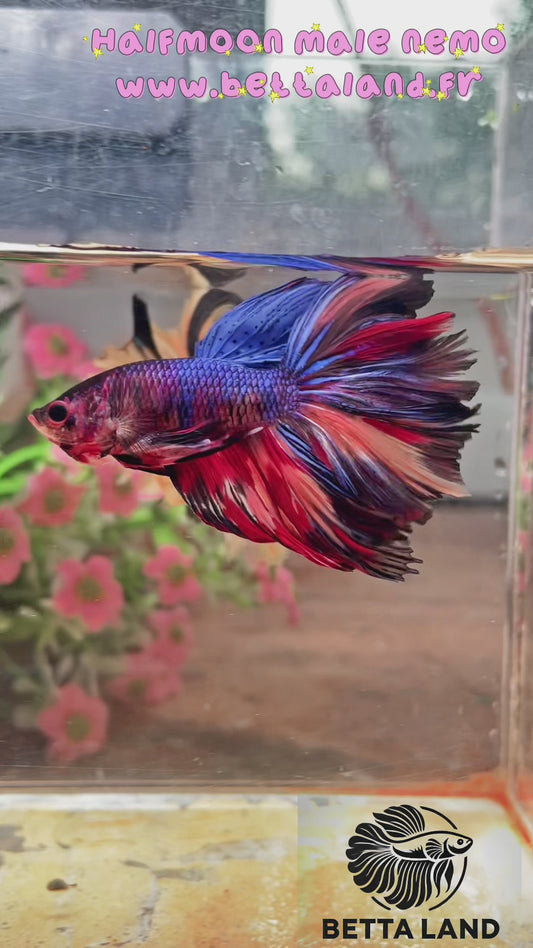 1. Betta halfmoon male nemo