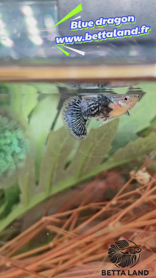 Guppy male blue dragon