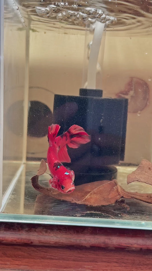 34. Betta giant male Nemo