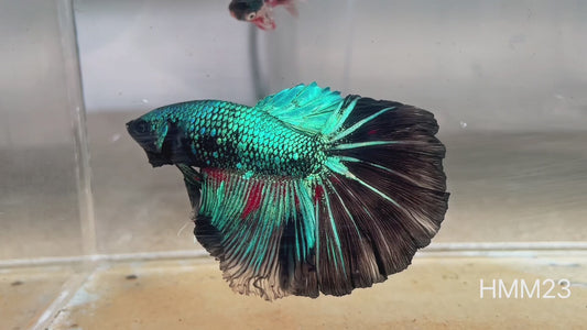 Betta halfmoon male avatar HMM23