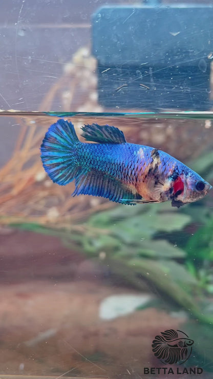Betta plakat candy femelle – Import Thaïlande