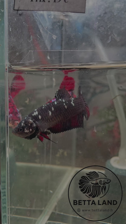 Betta Giant Avatar Copper – Femelle