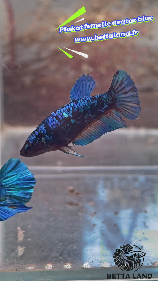 35. Betta plakat female avatar blue