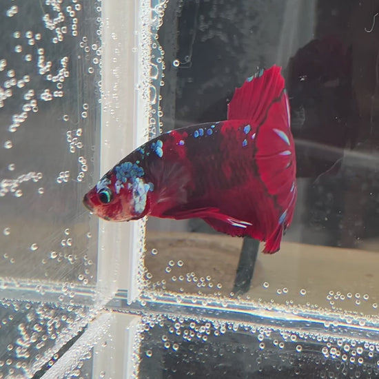 Betta Plakat mâle Red Galaxy n° 1