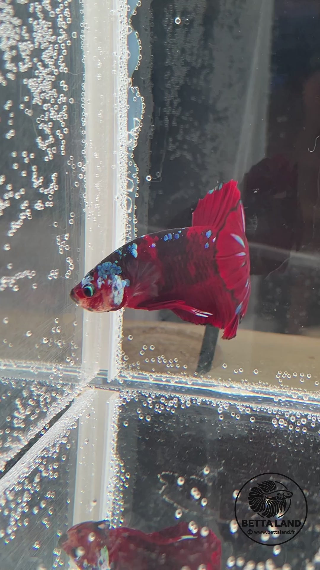 Betta Plakat mâle Red Galaxy n° 1