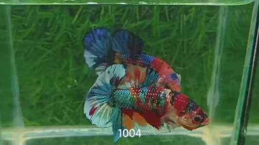 Betta Plakat Mettalic Multicolore mâle – Précommande - arrivage 14/09