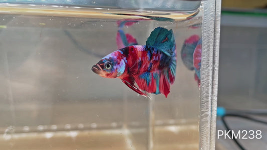 Betta plakat male multicolor PKM238