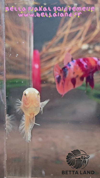 Betta plakat gold femelle – Import Thaïlande