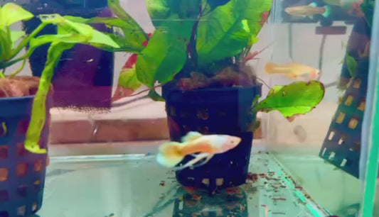Guppy male full gold ribbon