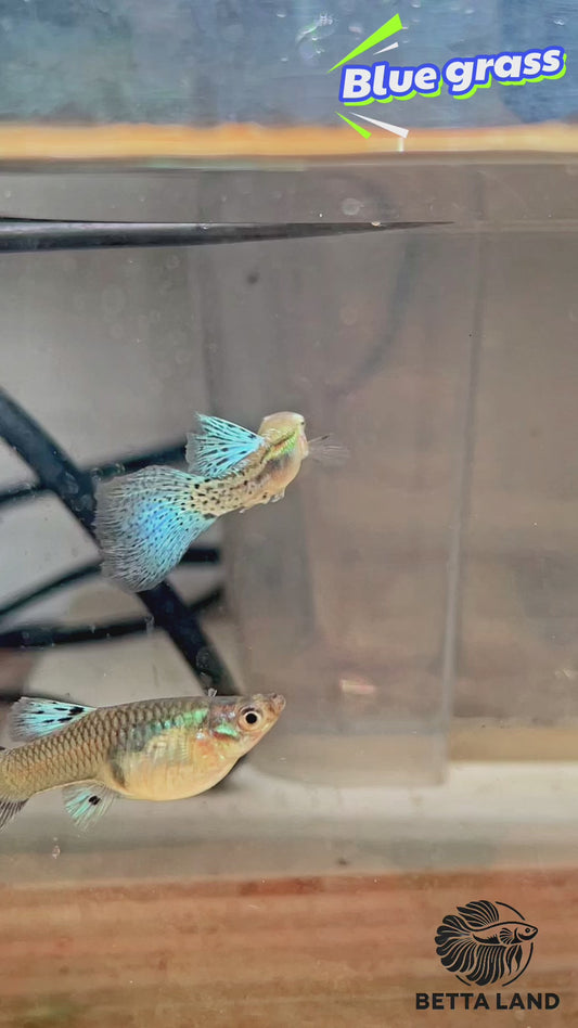 Guppy male blue grass