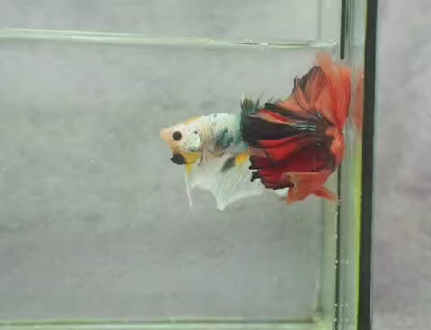 Betta halfmoon male nemo HMM 14