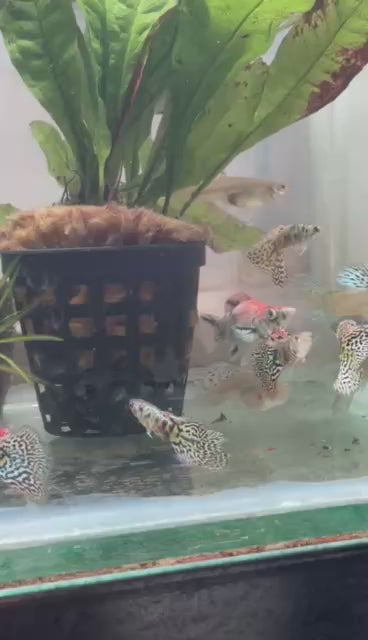 Guppy male Tiger King