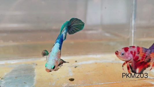 Betta plakat male marble dot dot PKM203