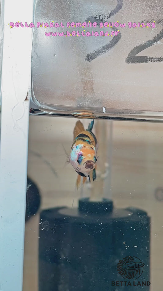 32. Betta plakat femelle yellow galaxy