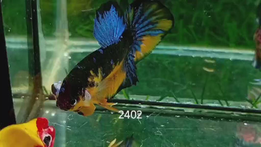 Betta Plakat Yellow Marble mâle – Précommande - arrivage 14/09