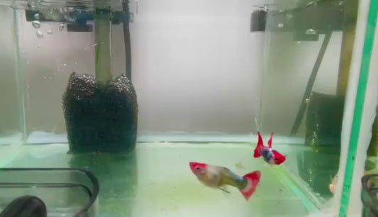 Guppy femelle Koi tuxedo shortbody