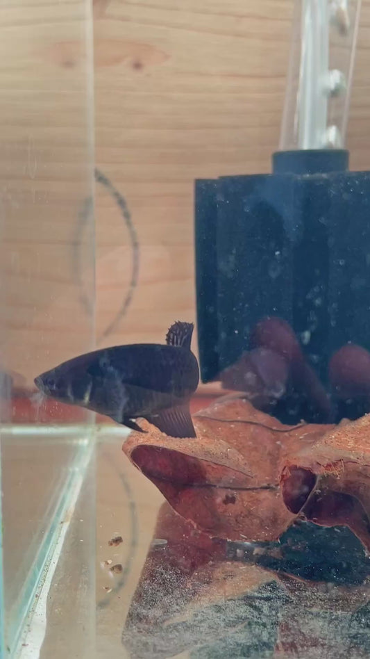 37. Betta plakat femelle super black