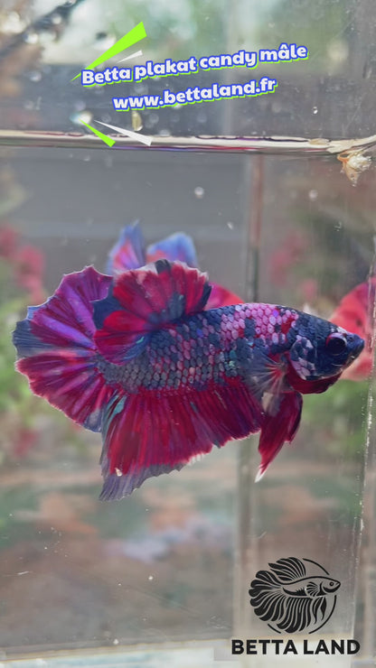 Betta plakat multicolor mâle – Import Thaïlande