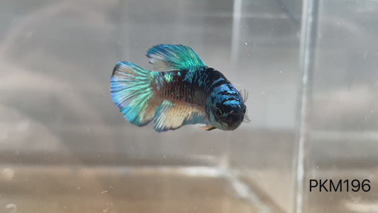 Betta plakat male avatar PKM196