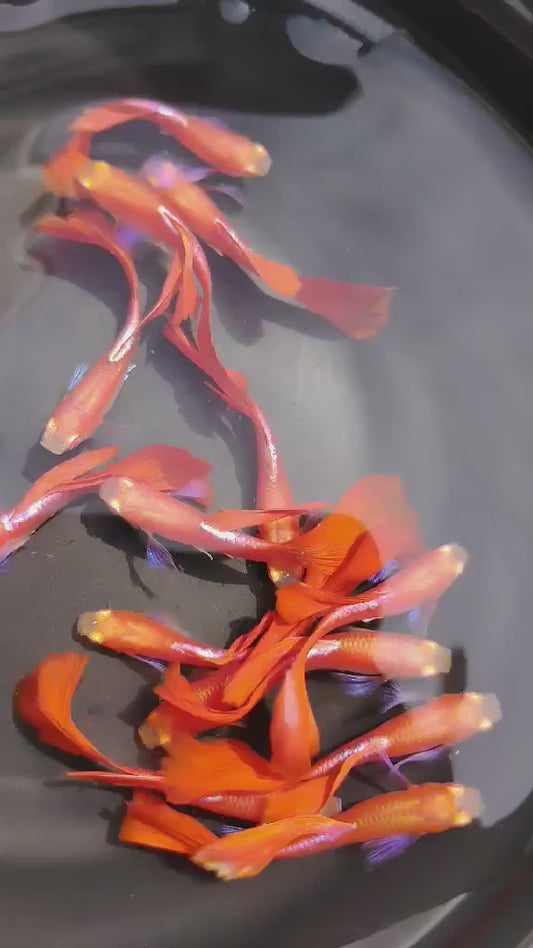 Guppy couple Albino full red blue ear