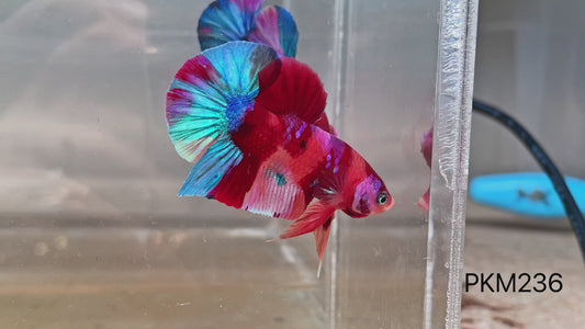 Betta plakat male multicolor PKM236