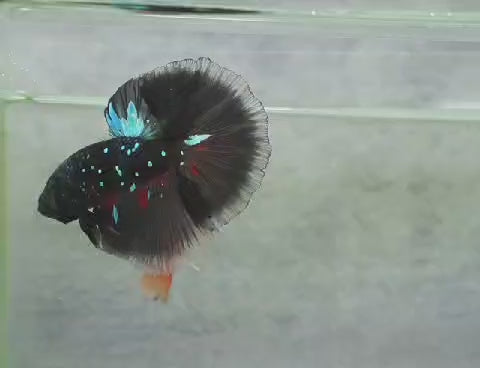 Betta halfmoon male avatar HMM 20